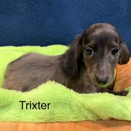 Trixter - Dapple male Dachshund puppy in Cabool, Missouri from Dachshund's of Country Magic Farms in Missouri