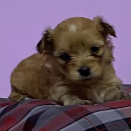 Morkie Puppies from Derisha's Morkies