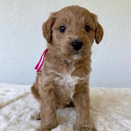 Brioche - Red  female Goldendoodle puppy in Concord, California from Golden State Good Dogs