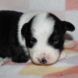 Taki - Black tri-color female Australian Shepherd puppy in Laurel, Mississippi from Reeves Australian Shepherds