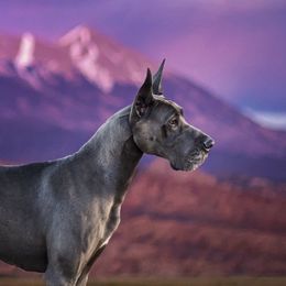 Zola - Great Dane