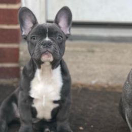 French Bulldogs from Frenchie In The Now