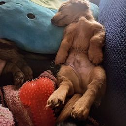 Dachshund Puppies from Harris Hugs and Wiener Wiggles
