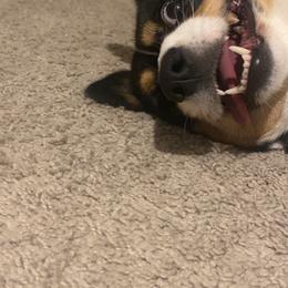 Luna - Pembroke Welsh Corgi