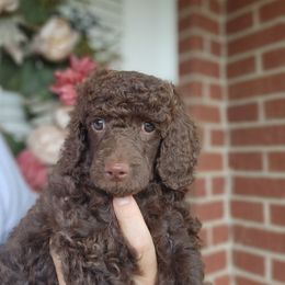 Ivy - Brown female Poodle puppy in Spartanburg, South Carolina from Taya's Pups
