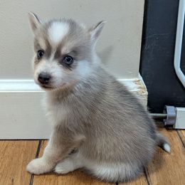 DxL G2 - Blue female Pomsky puppy in Charlotte, Michigan from Moore Pomskies