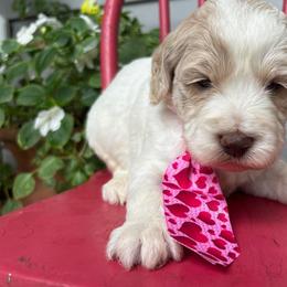 Fernando - Cream male Labradoodle puppy in Camden, North Carolina from Oopsie Doodles of NC