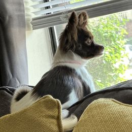 Chihuahuas from Ortega's Ozark Pups