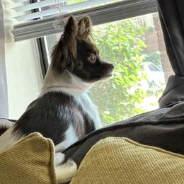 Chihuahuas from Ortega's Ozark Pups