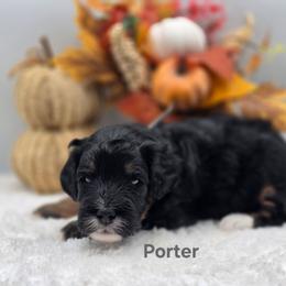 Porter - Tri-color male Bernedoodle puppy in Summerville, South Carolina from Channys Doodles