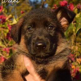 Purple Collar - Black and red female German Shepherd puppy in Orlando, Florida from AceHaven Canines