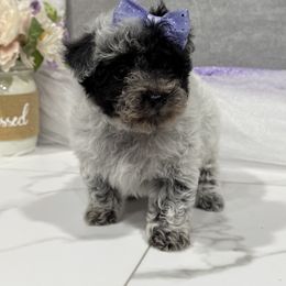 Merry - Parti female Poodle puppy in West Plains, Missouri from Suncreek Puppies