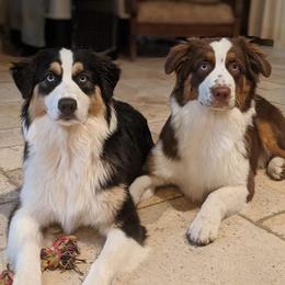 Australian Shepherd Puppies from Soggy Bottom Farms