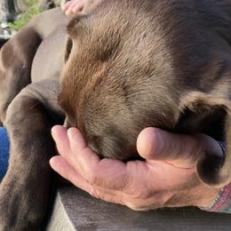 Labrador Retrievers from Marshview Labs