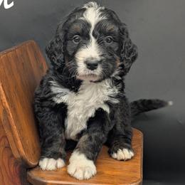 Fern - Tri-color female Bernedoodle puppy in Lancaster, Minnesota from Richardville Hunde