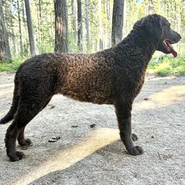 Curly-Coated Retrievers from Tephra Curly Coated Retrievers