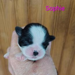 Sophie - Black and white female Shih Tzu puppy in Palmyra, New York from Karen's Tzus of Palmyra-Macedon