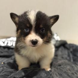 Van - Black and tan male Pembroke Welsh Corgi puppy in Decatur, Texas from Bar S Corgis