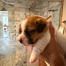 Star - Tri-color female Jack Russell Terrier puppy in Berthoud, Colorado from Shelby Burleson's Golden Retrievers and Jack Russell Terriers