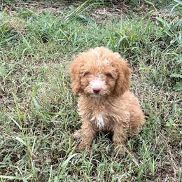 Boy 1 - Apricot male Poodle puppy in Dallas, Texas from Bishop Golden Doodles