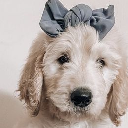 Australian Labradoodle, Goldendoodle, and Poodle Puppies from Aloha Doodles & Poodles