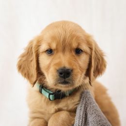Peter - Golden male Golden Retriever puppy in Idaho Falls, Idaho from Brinton Goldens