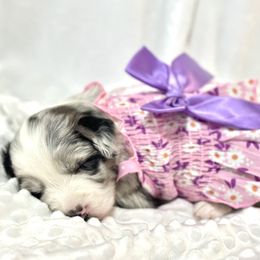 Miniature Australian Shepherd Puppies from Southern Charmers