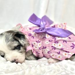 Miniature Australian Shepherd Puppies from Southern Charmers