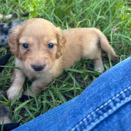 Green collar boy - Red male Dachshund puppy in Eustis, Florida from K8’s Dachshunds