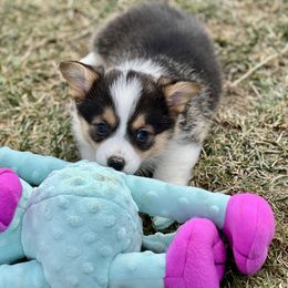 Australian Shepherd, Lagotto Romagnolo, and Pembroke Welsh Corgi Puppies from SS Australian Shepherds