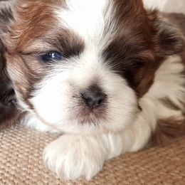 Shih Tzu Puppies from Juniverse Farm