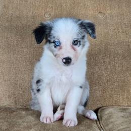 Nox - Blue merle female Border Collie puppy in Chicora, Pennsylvania from Riverwood
