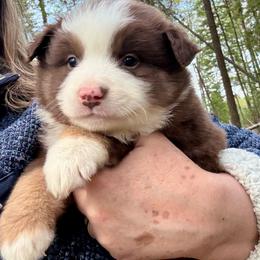 Agate - Red tri male Miniature Australian Shepherd puppy in Priest River, Washington from Offgrid Aussies