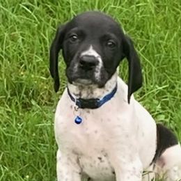 German Shorthaired Pointers from Salt City GSPs