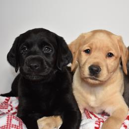 Dilute Retriever Puppies from Wicked Pines Retrievers