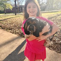Cocker Spaniel Puppies from Huntcrest Cockers