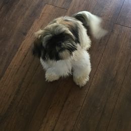 Puffy - Shih Tzu