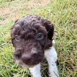 Chocolate Parti girl - Chocolate female Double Doodle puppy in Yoakum, Texas from The Scott’s Dood Ranch