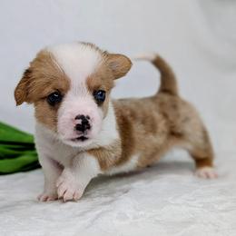 Finn - Sable merle and white male American Corgi puppy in Clarksville, Tennessee from Cold Creek Family Farm LLC