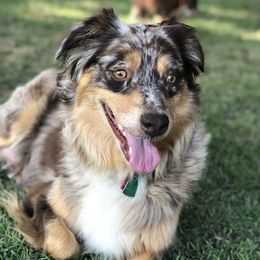 Mika - Australian Shepherd