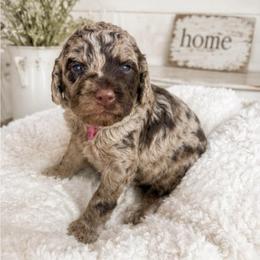 Pink collar - Merle female Goldendoodle puppy in Christiana, Tennessee from Rechlicz Family Doodles