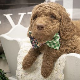 Goldendoodle Puppies from Best Doodles