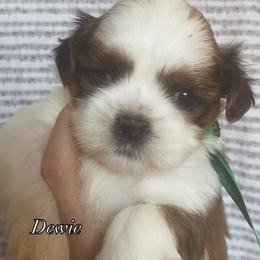 Dewie - Brindle and white male Shih Tzu puppy in Jasper, Georgia from Tiny Bubbles Shih Tzus