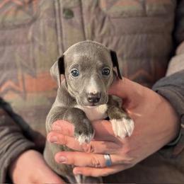 Boy 1 - Blue male Italian Greyhound puppy in Sugar Valley, Georgia from Pinnacle Farm and Kennel