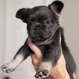 French Bulldog Puppies from Tellez House of Frenchies