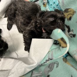 Shorkie Puppies from Shorkies R Us Breeding