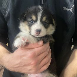 Pembroke Welsh Corgi Puppies from Rainbow Corgi Farms