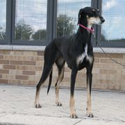 Lurchers and Salukis from Ashir Kennels