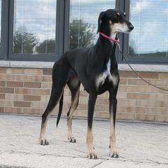 Lurchers and Salukis from Ashir Kennels