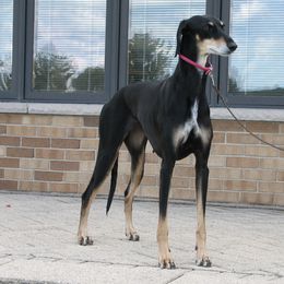 Lurchers and Salukis from Ashir Kennels